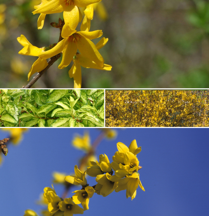 Forsythia Multiple Varieties - Forsythia from Sunshine Grower Nursery