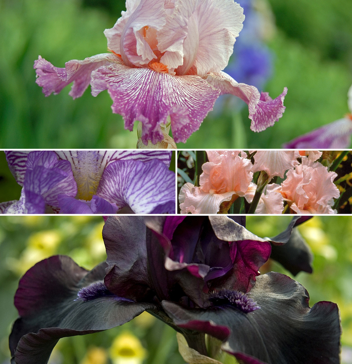 Assorted Bearded Iris - Iris germanica from Sunshine Grower Nursery