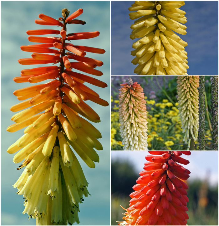 'Multiple Varieties' Red Hot Poker - Kniphofia from Sunshine Grower Nursery