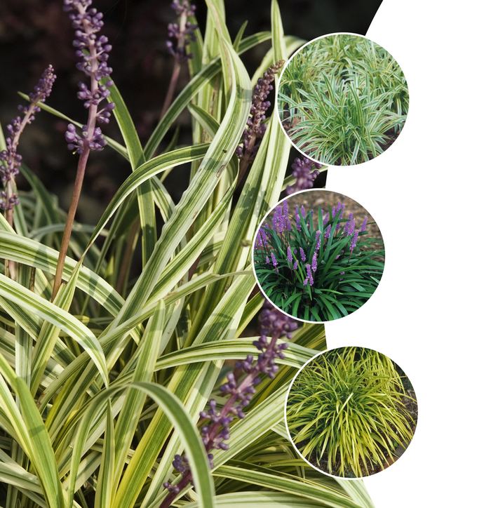 'Multiple Varieties' Lily-turf - Liriope from Sunshine Grower Nursery