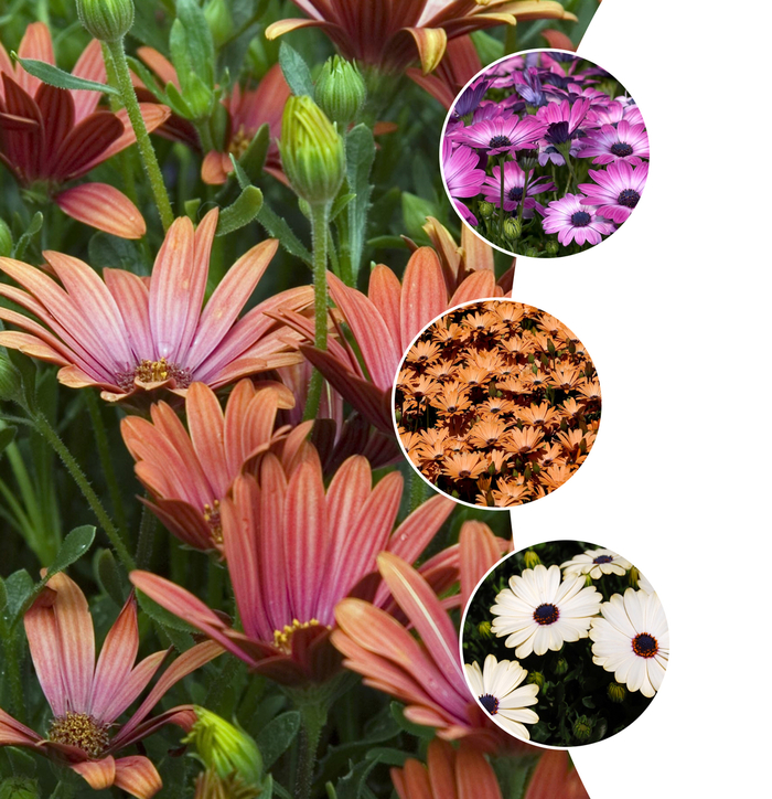 'Multiple Varieties' Cape Daisy - Osteospermum from Sunshine Grower Nursery