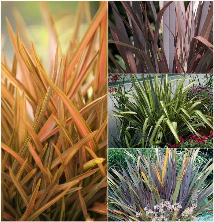 'Multiple Colored Varieties' New Zealand Flax - Phormium tenax from Sunshine Grower Nursery