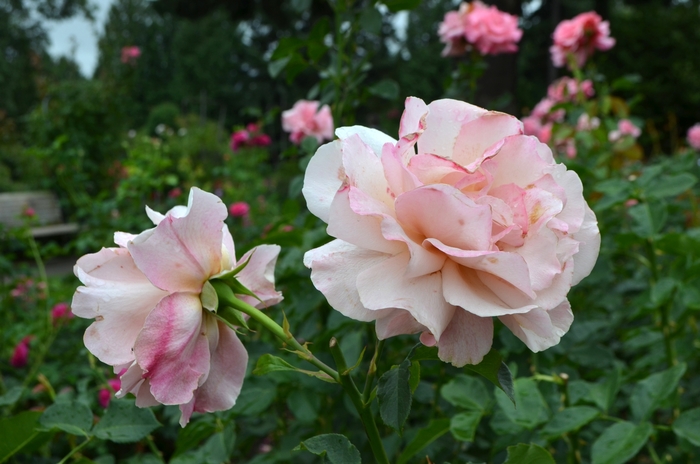 Grandiflora Rose - Rosa from Sunshine Grower Nursery