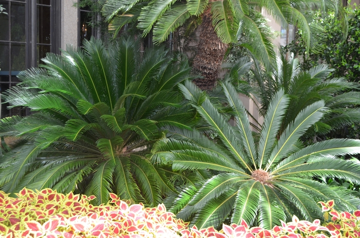 Sago Palm - Cycas revoluta from Sunshine Grower Nursery