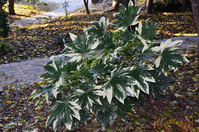 'Variegata' Variegated Japanese Aralia - Fatsia japonica from Sunshine Grower Nursery