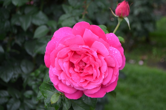 Hybrid Tea Rose - Rosa from Sunshine Grower Nursery