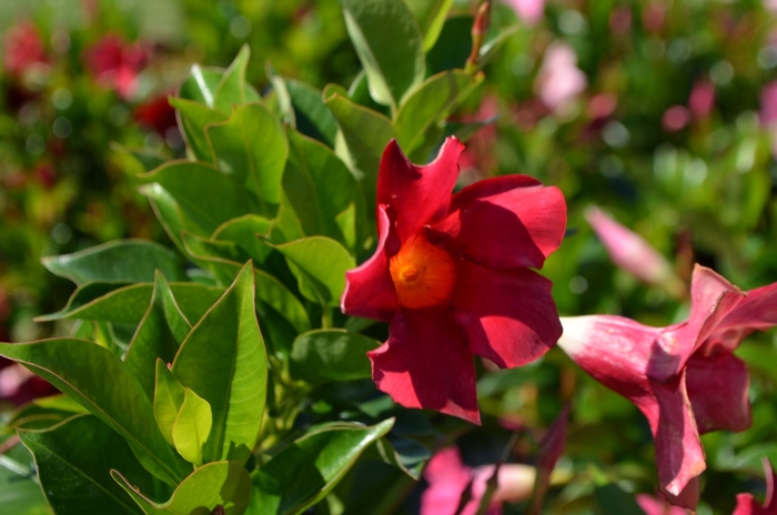 Red - Dipladenia from Sunshine Grower Nursery