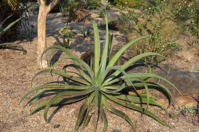 Octopus Agave - Agave vilmoriana from Sunshine Grower Nursery