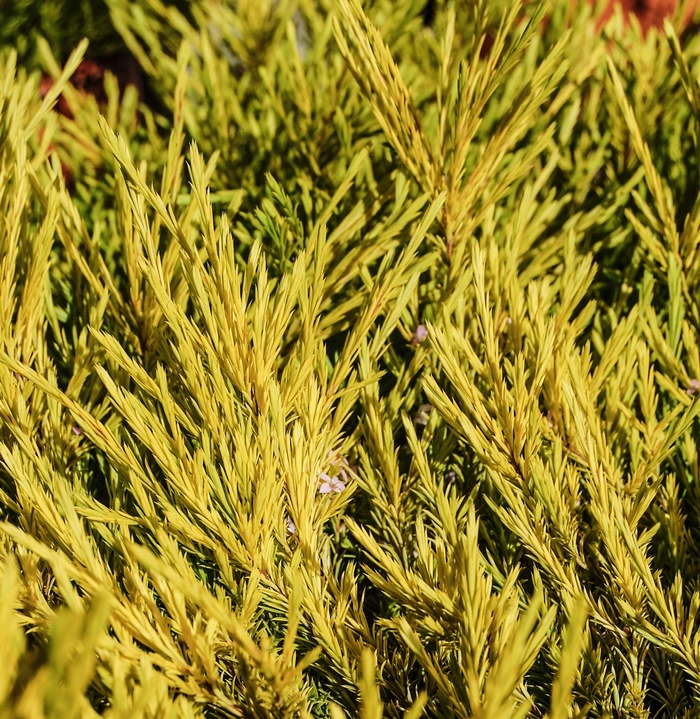 'Sunset Gold' Breath of Heaven - Coleonema pulchellum from Sunshine Grower Nursery