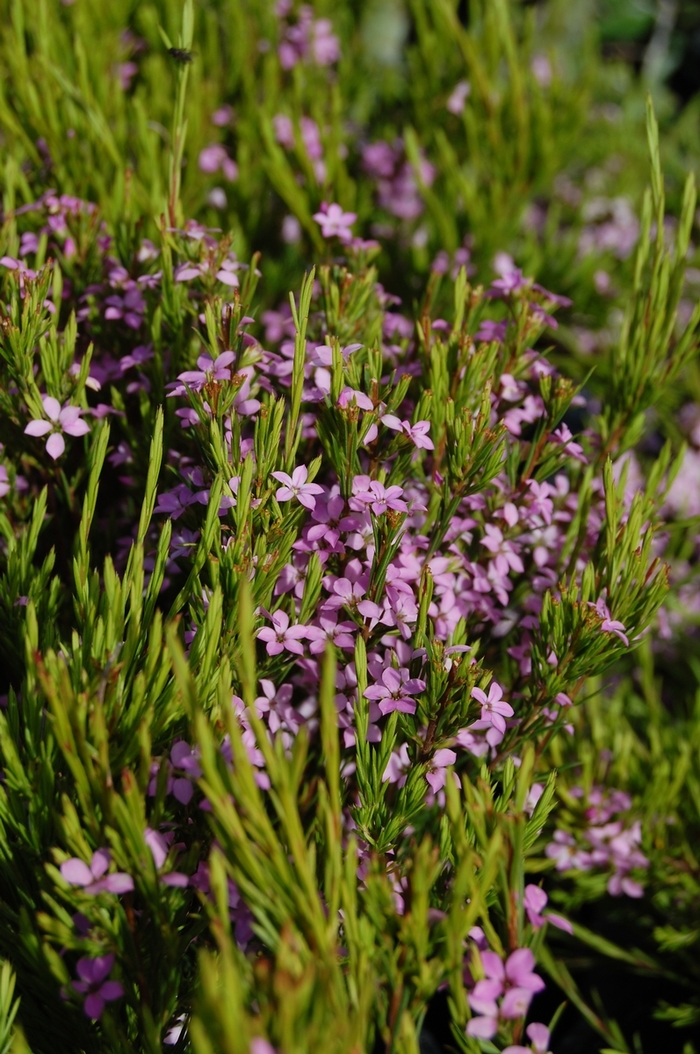 Pink Breath of Heaven - Coleonema pulchellum from Sunshine Grower Nursery