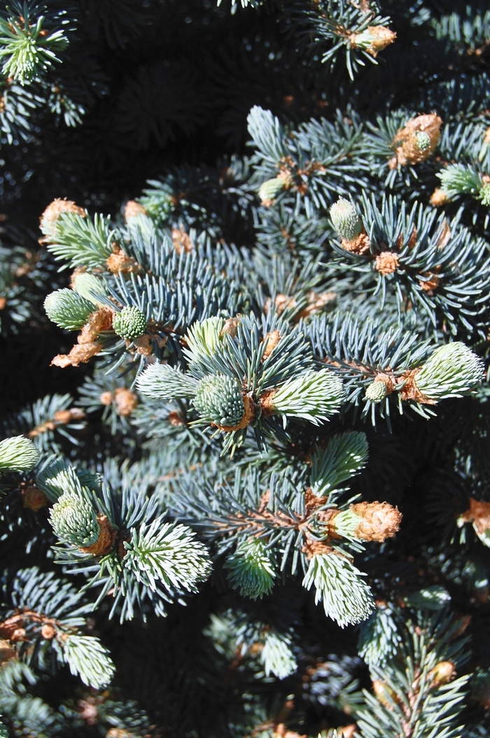 Colorado Blue Spruce - Picea pungens var. glauca from Sunshine Grower Nursery