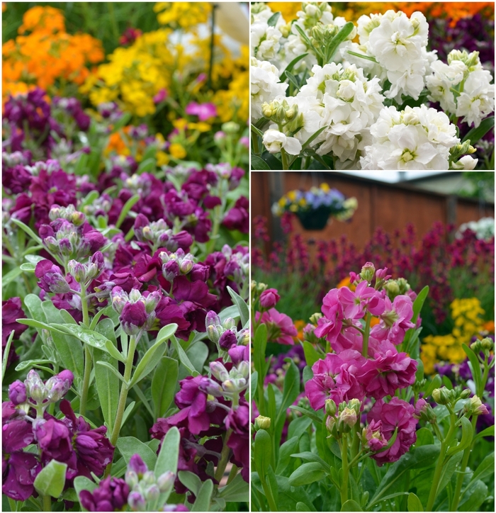 Stock, Assorted - Matthiola incana from Sunshine Grower Nursery