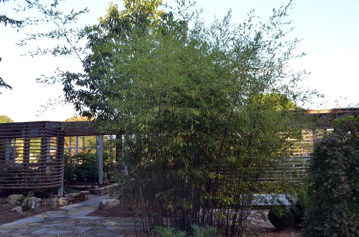 Black Bamboo - Phyllostachys nigra from Sunshine Grower Nursery