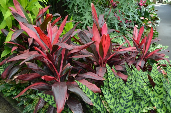 'Florida Red' Ti Plant - Cordyline fruticosa from Sunshine Grower Nursery