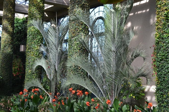 Triangle Palm Tree - Dypsis decaryi from Sunshine Grower Nursery