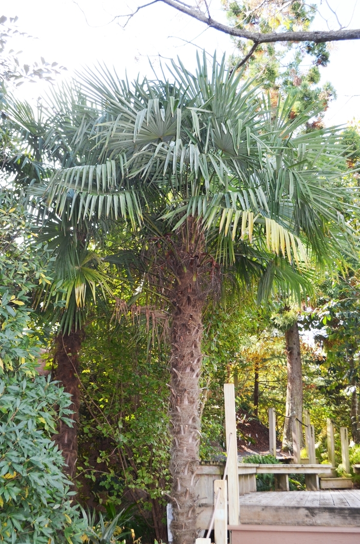 Windmill Palm - Trachycarpus fortunei from Sunshine Grower Nursery
