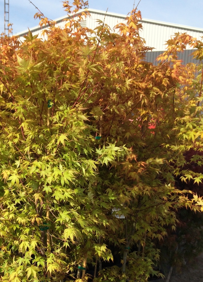 'Katsura' Japanese Maple - Acer palmatum from Sunshine Grower Nursery