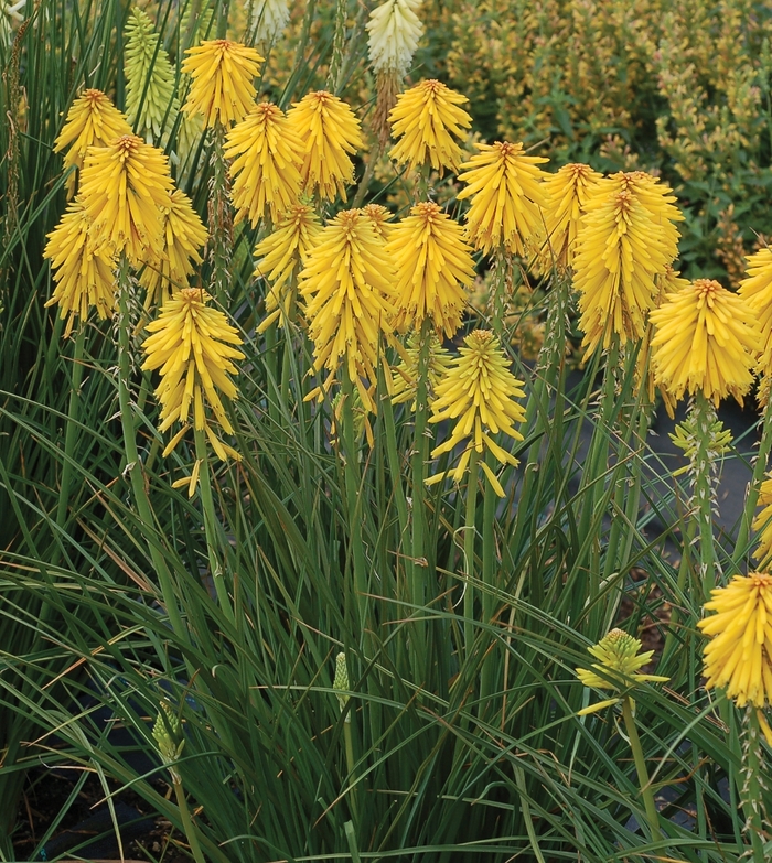 'Dwarf Yellow' Red Hot Poker - Kniphofia (Dwarf Red Hot Poker) from Sunshine Grower Nursery