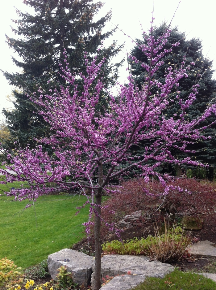 Eastern Redbud - Cercis canadensis from Sunshine Grower Nursery