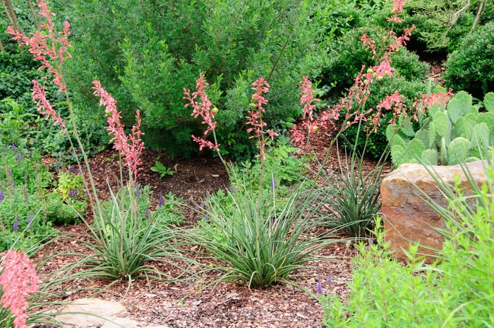Red Yucca - Hesperaloe parviflora from Sunshine Grower Nursery