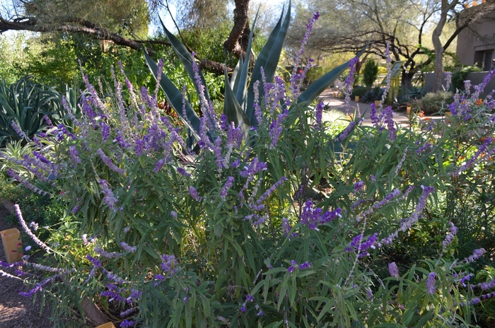 Mexican Sage - Salvia leucantha from Sunshine Grower Nursery