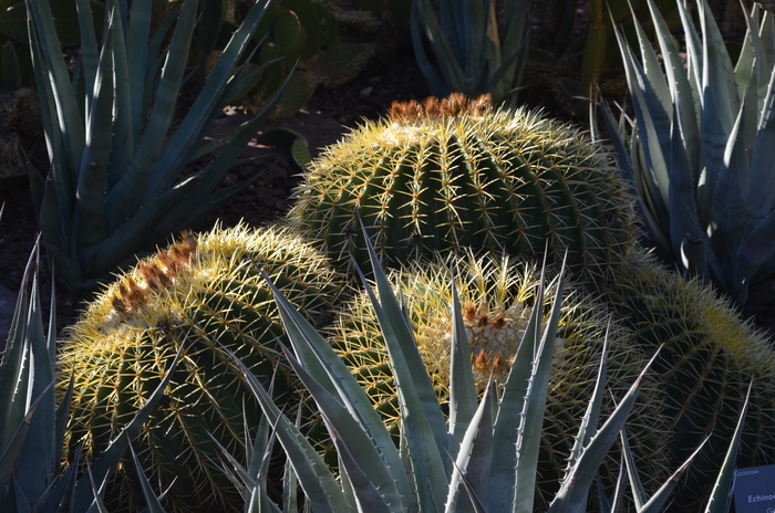 Golden Barrel Cactus - Echinocactus grusonii from Sunshine Grower Nursery