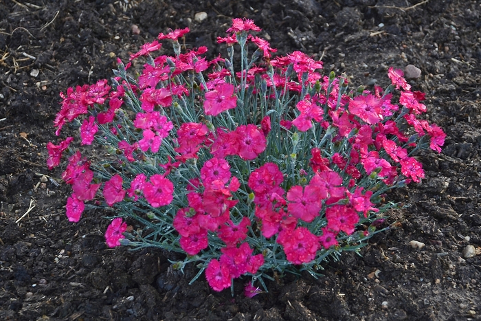 'Paint the Town Magenta' Pinks - Dianthus from Sunshine Grower Nursery