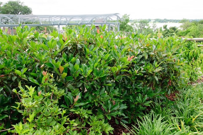 Loquat - Eriobotrya x coppertone from Sunshine Grower Nursery