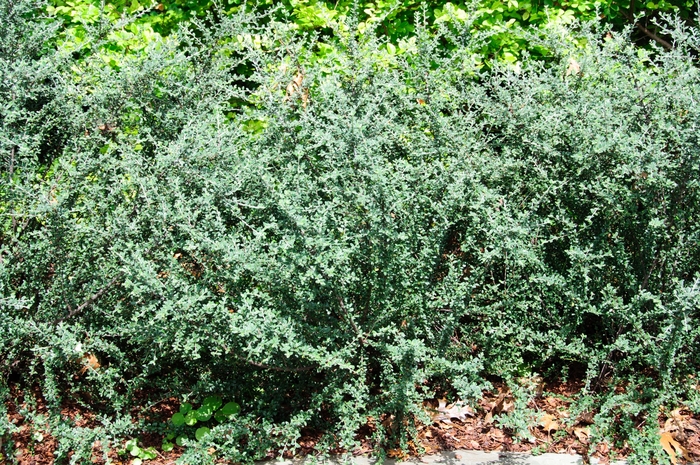 Grayleaf Cotoneaster - Cotoneaster glaucophyllus from Sunshine Grower Nursery