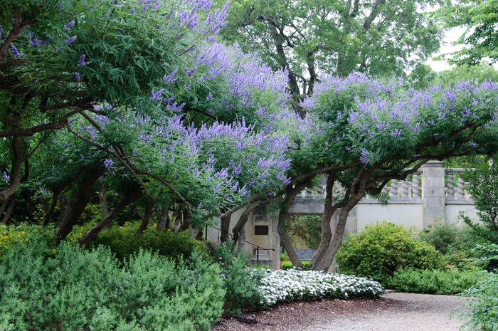 Chaste Tree - Vitex agnus-castus from Sunshine Grower Nursery