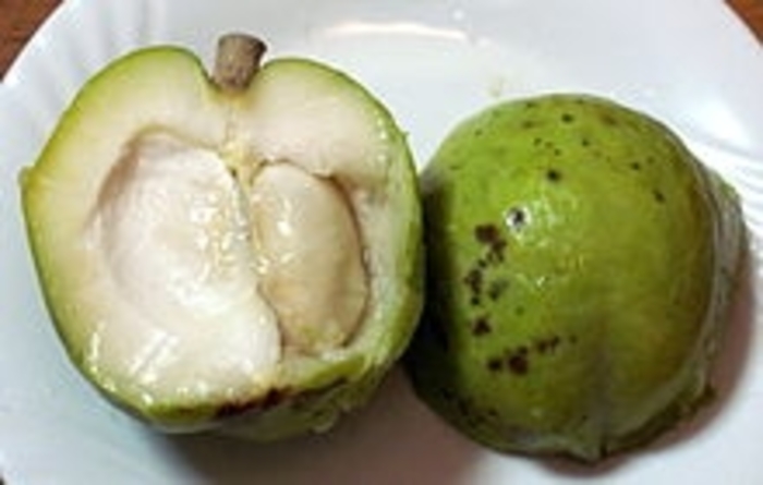 White Sapote - Casimiroa edulis from Sunshine Grower Nursery