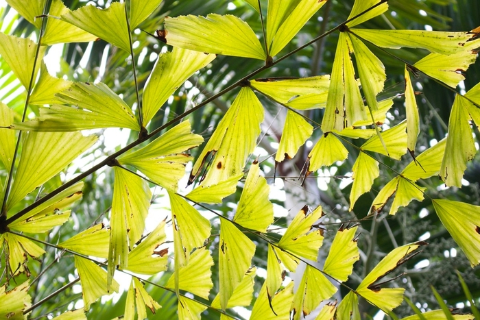 Fishtail Palm - Caryota mitis from Sunshine Grower Nursery