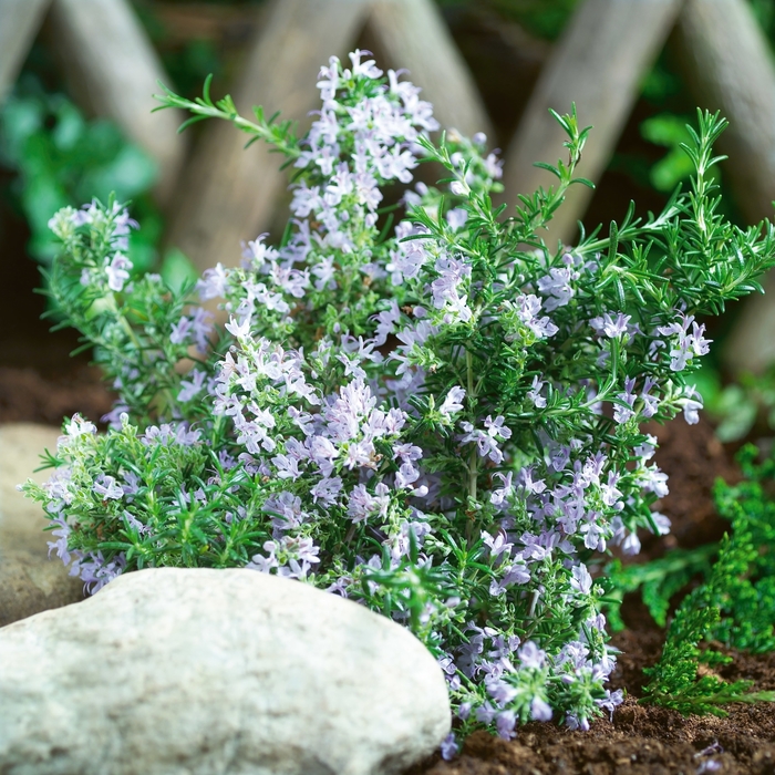 ''Tuscan Blue'' Rosemary - Rosmarinus officinalis from Sunshine Grower Nursery