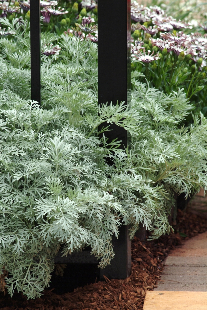 'Powis Castle' Wormwood - Artemisia from Sunshine Grower Nursery