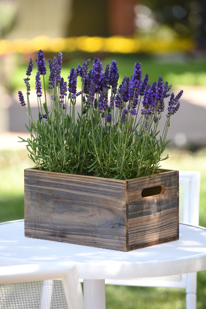 'Blue Spear' English Lavender - Lavandula angustifolia from Sunshine Grower Nursery