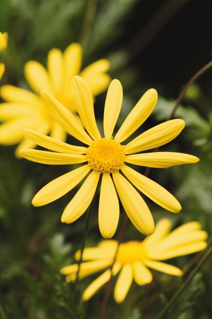 'Viridis' Golden Daisy Bush - Euryops pectinatus from Sunshine Grower Nursery