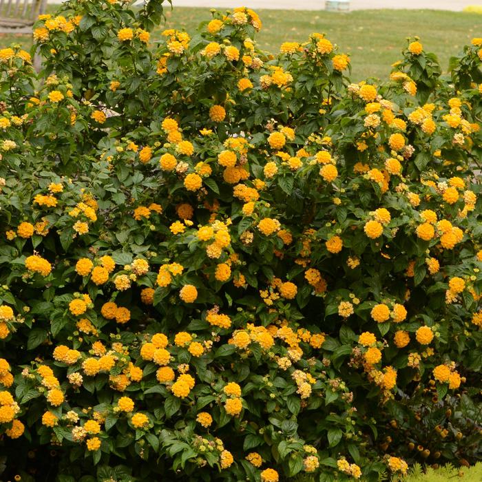 Lantana Tree - Lantana camara from Sunshine Grower Nursery