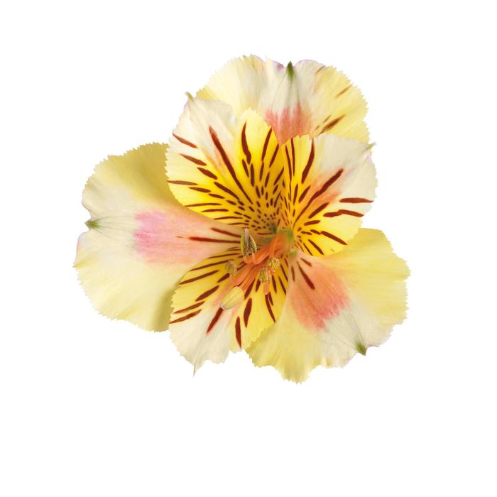 All Varieties - Alstroemeria (Princess Lily) from Sunshine Grower Nursery