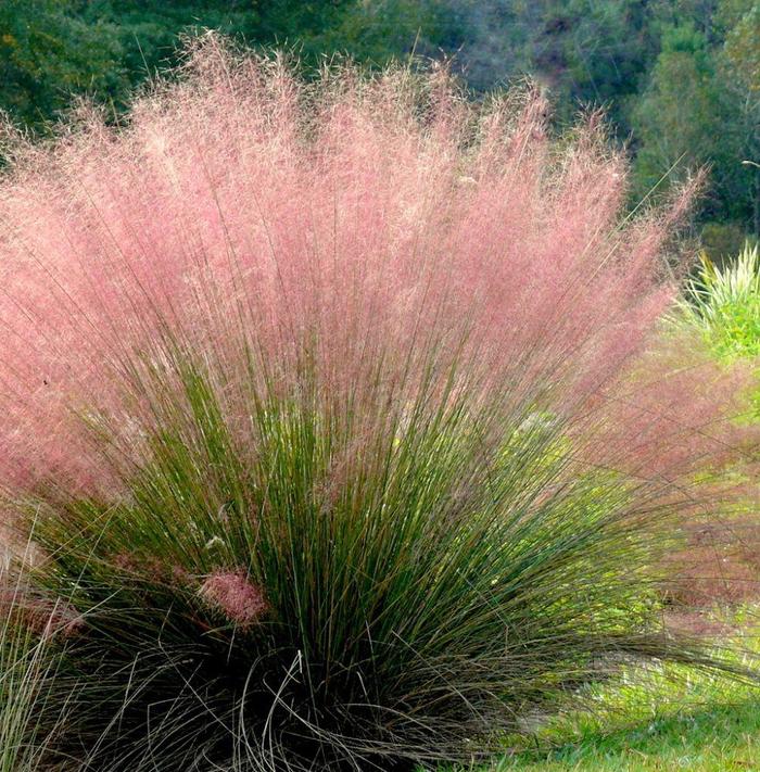 'Multiple Varieties' Muhlygrass - Muhlenbergia from Sunshine Grower Nursery