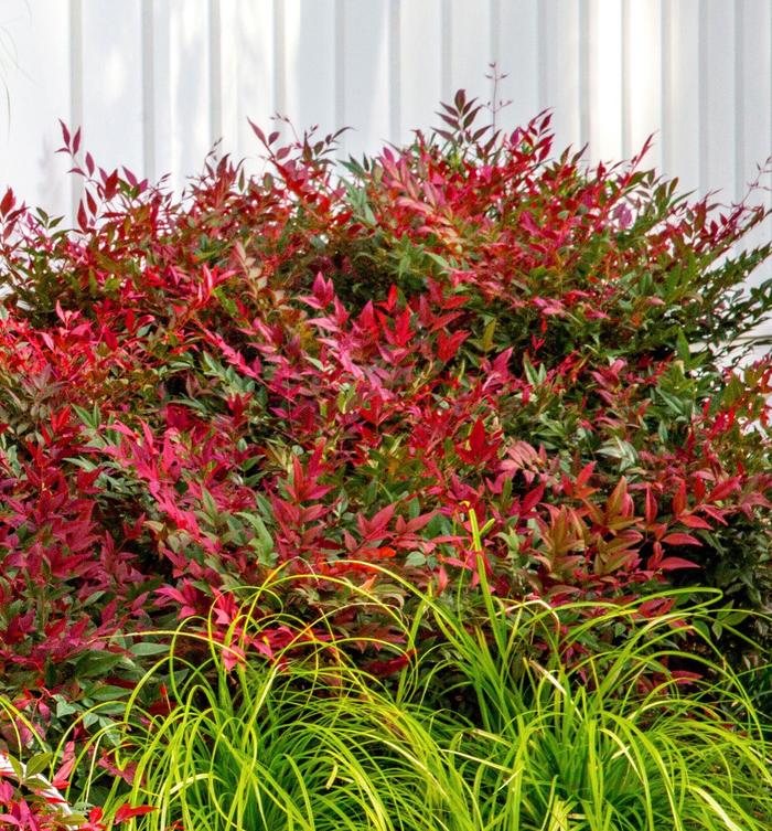 Obsession&trade; - Nandina domestica from Sunshine Grower Nursery