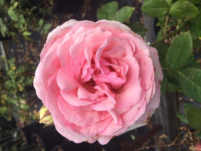 Romantica - Rosa (Climbing Rose) from Sunshine Grower Nursery