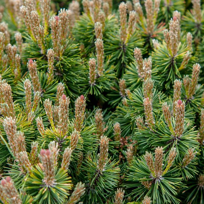 Dwarf Mountain Pine - Pinus mugo var. pumilio from Sunshine Grower Nursery