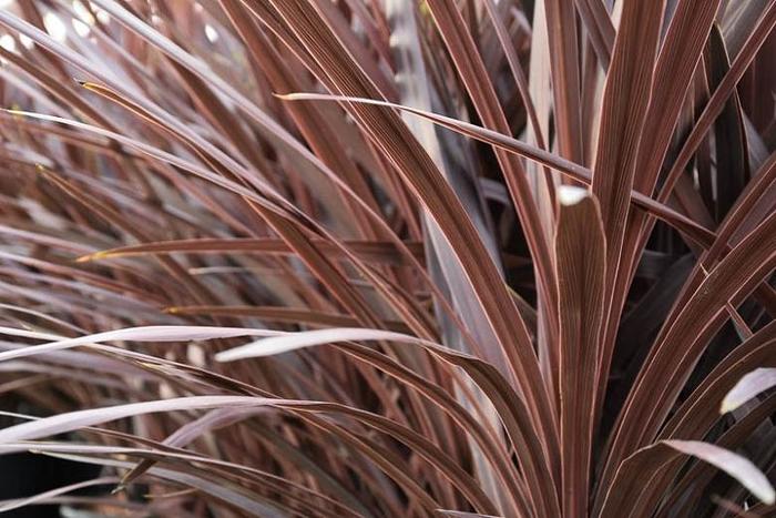 'Red Star' - Cordyline australis from Sunshine Grower Nursery