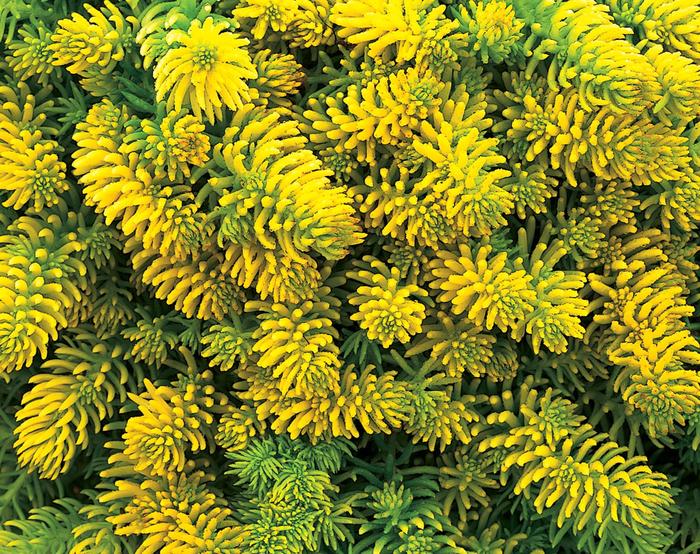 'Angelina' Stonecrop - Sedum rupestre from Sunshine Grower Nursery