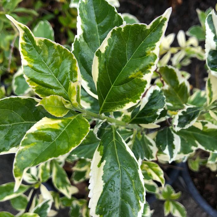 'Variegata' Variegated Sky Flower - Duranta erecta from Sunshine Grower Nursery