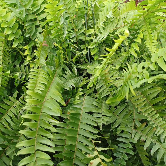 Sword Fern - Nephrolepis cordifolia from Sunshine Grower Nursery