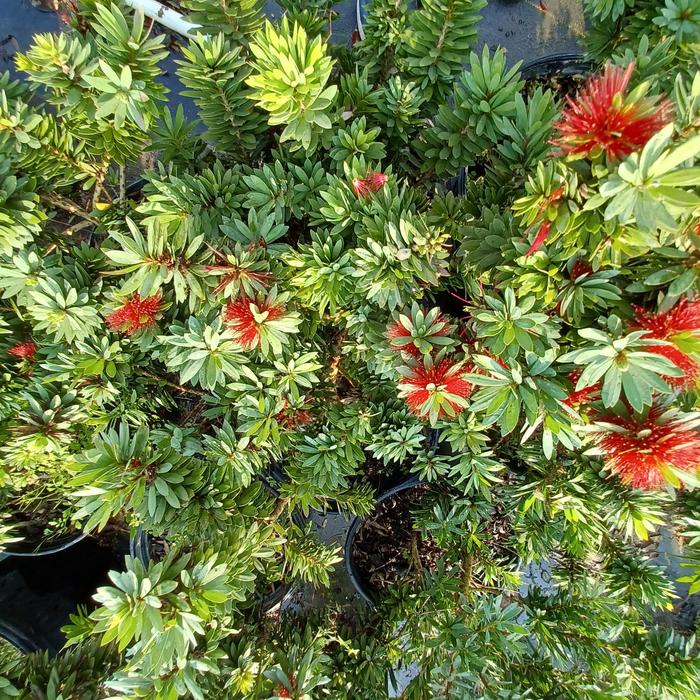 'Little John' Dwarf Bottlebrush - Callistemon from Sunshine Grower Nursery