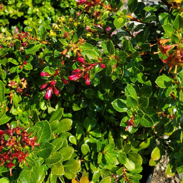 'Newport Dwarf' - Escallonia from Sunshine Grower Nursery
