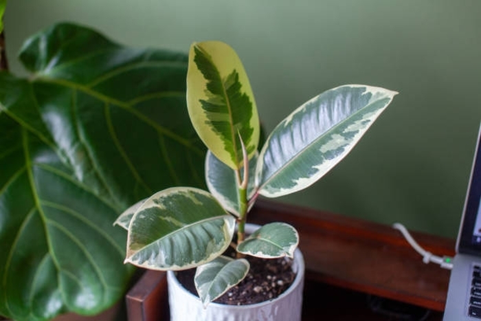 'Decora' Rubber Tree - Ficus elastica from Sunshine Grower Nursery