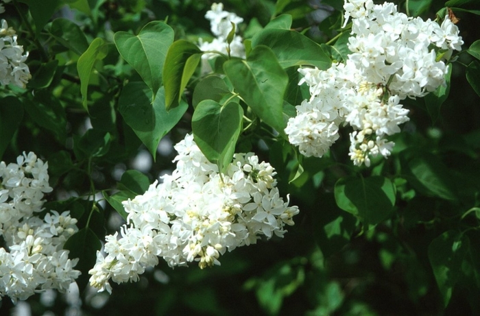 Common Lilac - Syringa vulgaris var. alba from Sunshine Grower Nursery